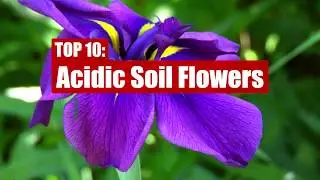 TOP 10 Acid Soil Flowers - What Plants Grow In Acidic Soils