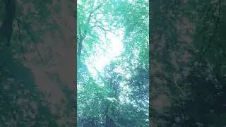 2022-05-13 - Forest LightCodes - AquaRay Transmission Light Language