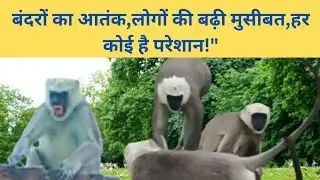 बंदरों की बढ़ती शरारत, आम लोगों की बड़ी समस्या !