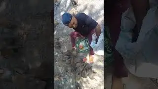 monkey food