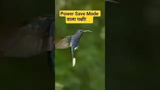 Power Save Modeवाला पक्षी! Amazing Bird Facts#facts#ytshorts #viral#shortsviral#science#amazingfacts