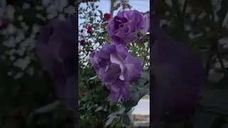 Silent Flower Garden 🌷 Relaxing Music Calm | SM Nature & flower vlogs | #shorts