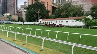 HK horses