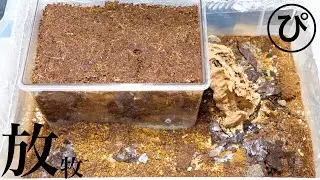ヨコヅナアリを土飼育してみることにした･･･