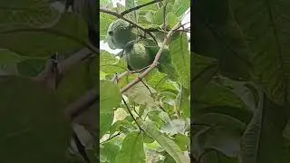 Guava #fruits #plants#dwarf variety#flowers#flora#garden#shorts