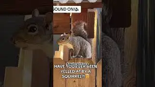 SQUIRREL CORE