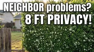 Hate your neighbor?  Plant Privet!