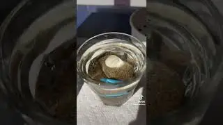 Day 3 of the biodegradable straw experiment!