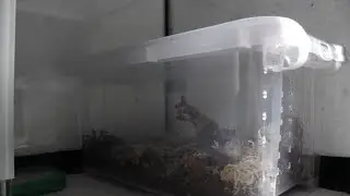 kolejne 14 minut pr&oacute;bowania być terrarystą