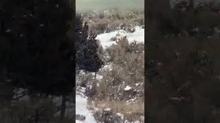 Look top left #bigbucks #muledeer #hunting #mountains #winterrange #nature