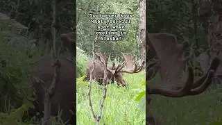 Unexpected Alaska wildlife! #moose #wildlife #alaska #cyclinglife #cycling #travel #traveling