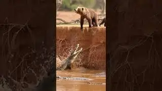 Cubs slipping into river with crocodiles and daring to survive #wildlife #nature #adventure