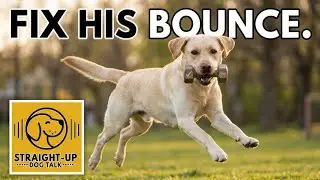 How to Support Your Dog&rsquo;s Behavior and Energy Without Daily Walks