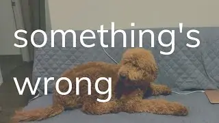 We Thought She Was Going To Die 😢