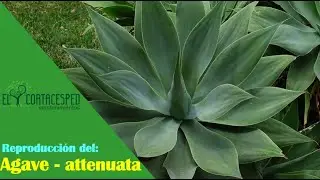 Agave attenuata reproducción.