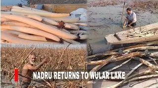 Wular Lake Restoration Brings Back Nadru Harvesting After 20 Years