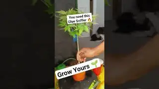 YOU NEED TO TRY Glue Sniffer #plantcare #howtogarden #plantcaretips #plants #diy #plantcarehacks