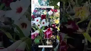 Rare Thailand Imported Adenium Plant Online Shopping 🌱 #adenium #plants #flowers #garden