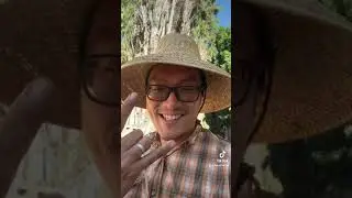 Building Dragon Fruit Trellises Mini Project, Quick and Easy Setup!