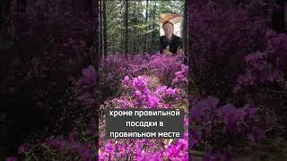 Не бойтесь сажать рододендроны! #малоуходныйсад #садовод #рододендрон #ландшафтный_дизайн #хвойные