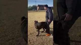What do you think of Tiger&rsquo;s progress ??? #explore #dogtraining #viralvideo #canecorso
