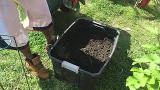 Planting sugar cane in a container..