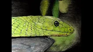Drawing real snake ｜家裡最近養了一條不會動的青蛇