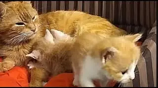 tiny kittens 😻😍 Teddy Kittens,kittens funny,funny kittens,funny kitten,