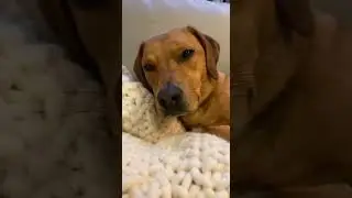 Why do dogs TWITCH in their sleep? 🐶 #shorts #dogfacts #usapets #science  #viral #funny #cat #pets