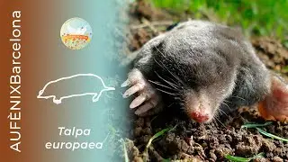 El Talp&oacute; com&uacute; (Talpa europaea)