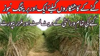New sugacane rates today in punjab pakistan 2026/sugacane price today
