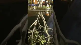 Al Khubar Cornice Dhamam KSA #music #cornichebeach #dhamam #alkhobarcorniche #animeedit #shortvideos