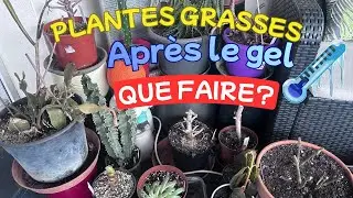 QUE FAIRE APEES LE GEL?
