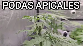 CAPÍTULO 6 | HACEMOS LAS PODAS | SE ACERCA LA FLORACIÓN 🍁