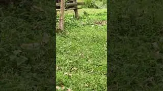 mongoose forage on ants in my backyard|bugs turkey dove ibis bush lark birds chirp sounds#viral