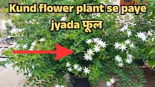 You will get more flowers from Kund flower plant.