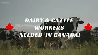 Work & live in Canada - Feedlot & Dairy workers needed!