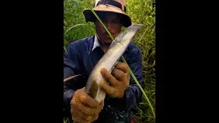 Skilled man! Trapped! caught fish, frogs, snakes, turtles!..