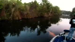 Owl Attack!