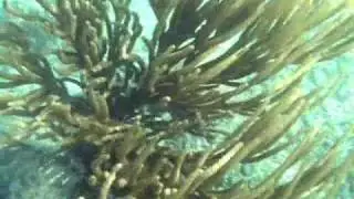 Snorkeling in the Mayan Riviera