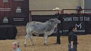 HBBA Heartland Classic 2025 Grey Brahman Spring Heifer Calves