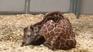 Baby Giraffe Sleeping