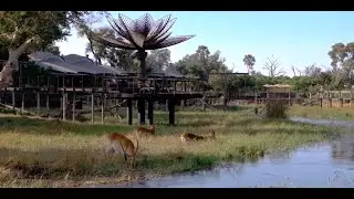Xigera Safari Lodge | Lodge and Wildlife