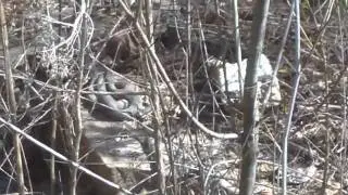 Red Bellied Water Snake
