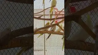 Cockatiel on rest #cockatiel #cocktail #houseofbirds #breeding #aviary #trending #morning #tips