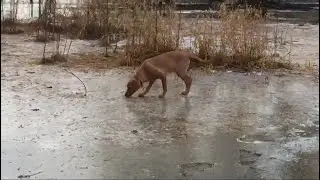 Toby the Fox Red Labrador Puppy and the frozen Lake