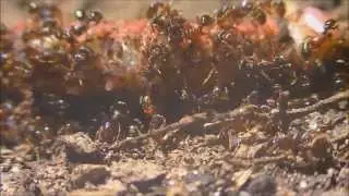 The Way of the Ants || EXPLORINGtheLATERAL ep06