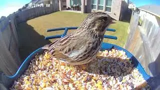 A Red Fox Sparrow Make It's First Appearance 🕊️ Birds of Houston