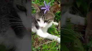 🌸 Cute Cats with Flowers on Their Heads | Adorable Nature Moments 😻