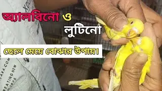 অ্যালবিনো ও লুটিনো ছেলে মেয়ে চেনার উপায়? What is Albino/Lutino Budgie? Identify Male Female & age.